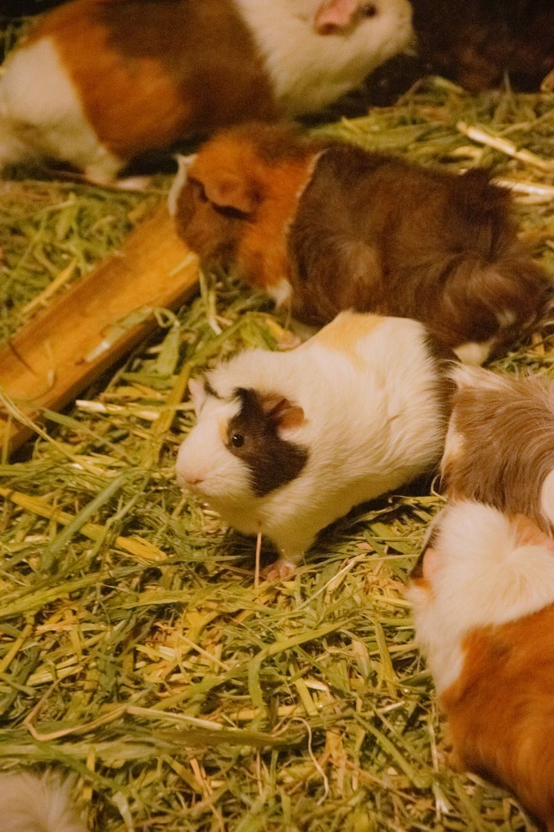 Cute guinea pigs munching on hay, showcasing their natural habitat.