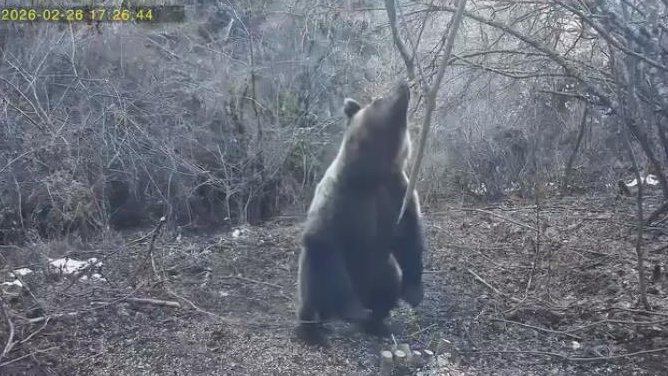 Napad medveda na putu u Hokaidu: Vozač preživeo dramatičan susret sa zveri