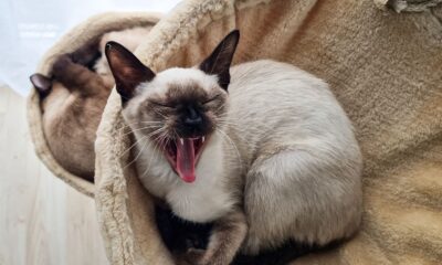 Siamese cat yawning on a cozy blanket indoors, showcasing relaxation and comfort.
