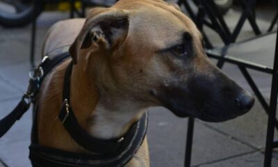 A tan dog on a leash stands attentively at an outdoor cafe with folded chairs.