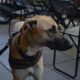 A tan dog on a leash stands attentively at an outdoor cafe with folded chairs.