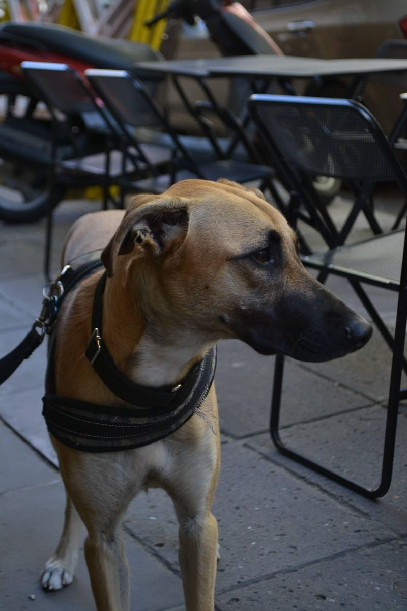 A tan dog on a leash stands attentively at an outdoor cafe with folded chairs.