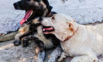 Adorable black and white dogs relaxing outdoors, enjoying a sunny day.