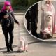 ZORICA BRUNCLIK UVEK IZNENADI NA SNIMANJU: Pevačica dovela psa u providnom rancu sa točkićima (VIDEO) – Pinkove zvezde