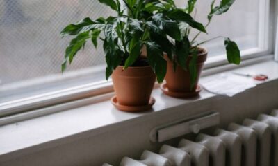 Potted indoor plants on a windowsill overlooking an outdoor scene.