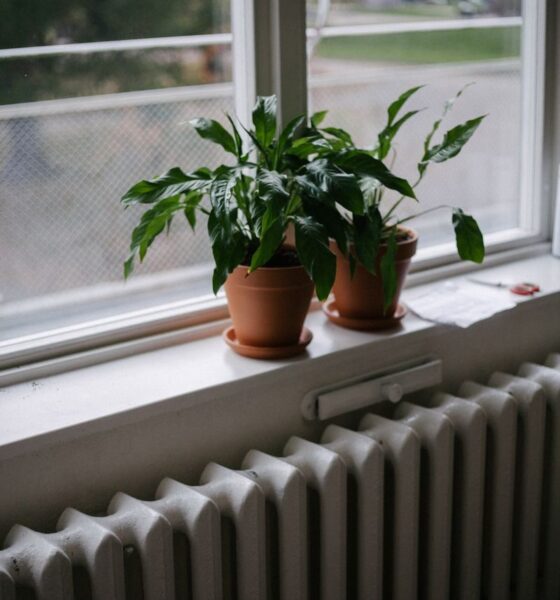 Potted indoor plants on a windowsill overlooking an outdoor scene.