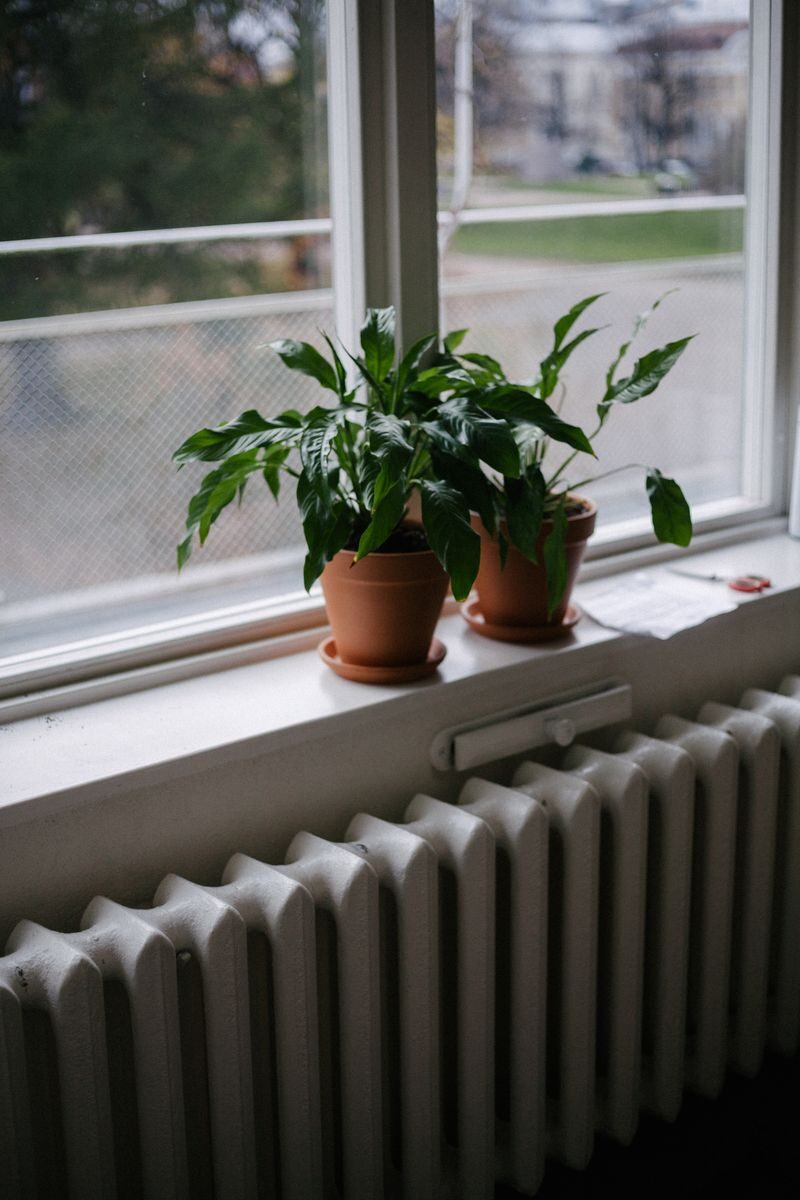 Potted indoor plants on a windowsill overlooking an outdoor scene.