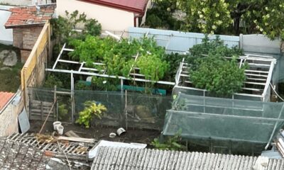 Policija otkrila narko-bazu kod Novog Sada: Specijalci zatekli plantažu kanabisa – plantaža kanabisa kod Novog Sada