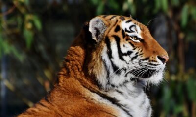 Tigar u Jorkšir vajldlajf parku: Šta se dešava nakon smrtonosnog napada – napad u Jorkšir vajldlajf parku