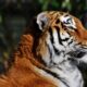 Tigar u Jorkšir vajldlajf parku: Šta se dešava nakon smrtonosnog napada – napad u Jorkšir vajldlajf parku