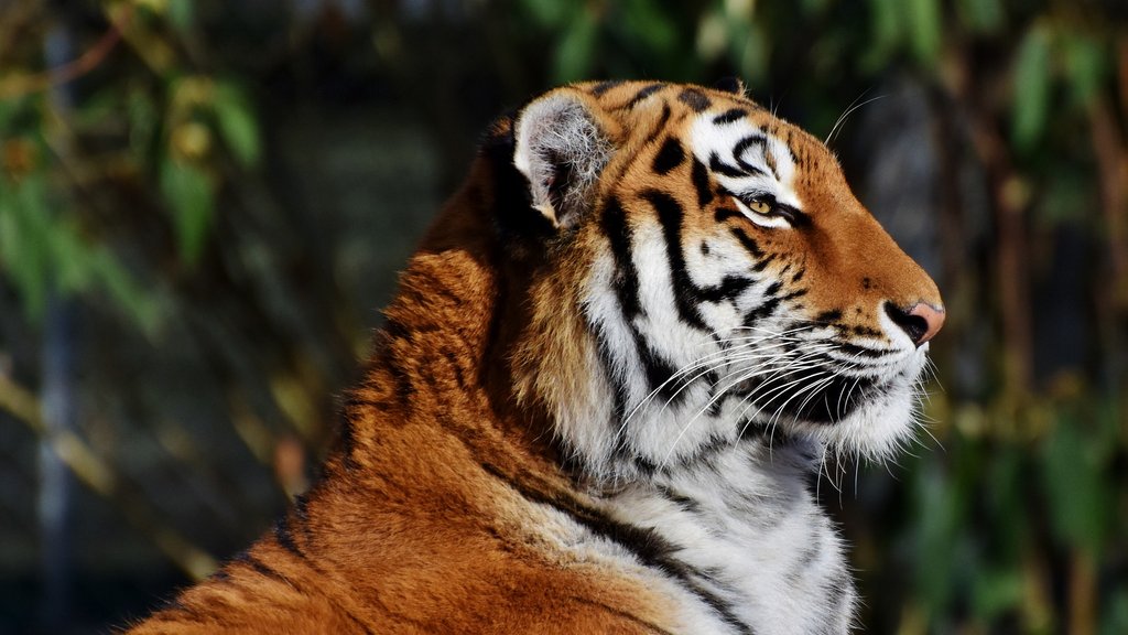 Tigar u Jorkšir vajldlajf parku: Šta se dešava nakon smrtonosnog napada – napad u Jorkšir vajldlajf parku