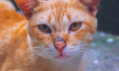 Close-up of a ginger cat relaxing outdoors on a pavement, showcasing its serene expression.