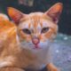 Close-up of a ginger cat relaxing outdoors on a pavement, showcasing its serene expression.