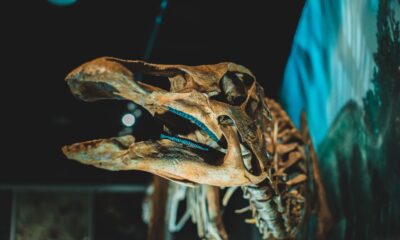 Otkrivena nova vrsta dinosaura, rođak T. rexa koji bi nas jurio