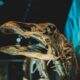 Otkrivena nova vrsta dinosaura, rođak T. rexa koji bi nas jurio