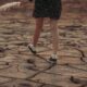 Klimatske promene utiču na rast površina pod sirkom i suncokretom u Srbiji – promena klime ratarske kulture