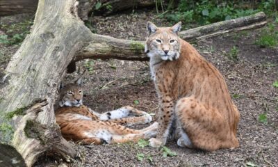 Two Eurasian lynxes relax near a tree trunk, showcasing their natural habitat and wild beauty.