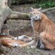 Two Eurasian lynxes relax near a tree trunk, showcasing their natural habitat and wild beauty.