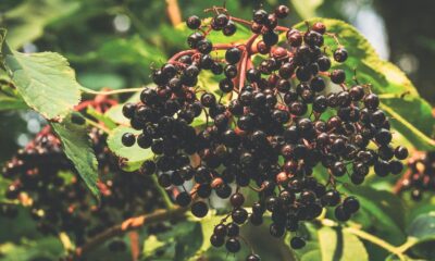 Close-up of ripe elderberries hanging on branches with lush green leaves in a sunny garden setting.