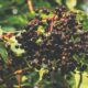 Close-up of ripe elderberries hanging on branches with lush green leaves in a sunny garden setting.
