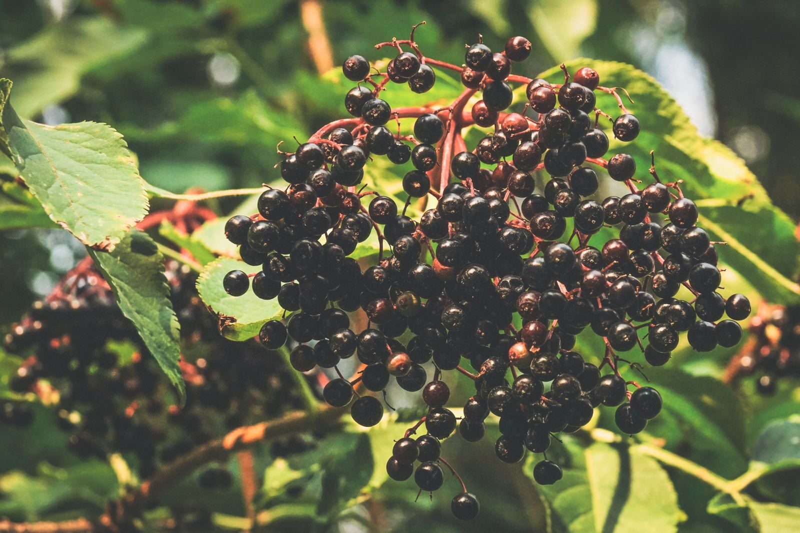 Close-up of ripe elderberries hanging on branches with lush green leaves in a sunny garden setting.