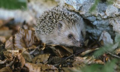 Close-up of a hedgehog nestled among autumn leaves in a natural setting.