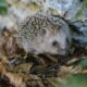 Close-up of a hedgehog nestled among autumn leaves in a natural setting.