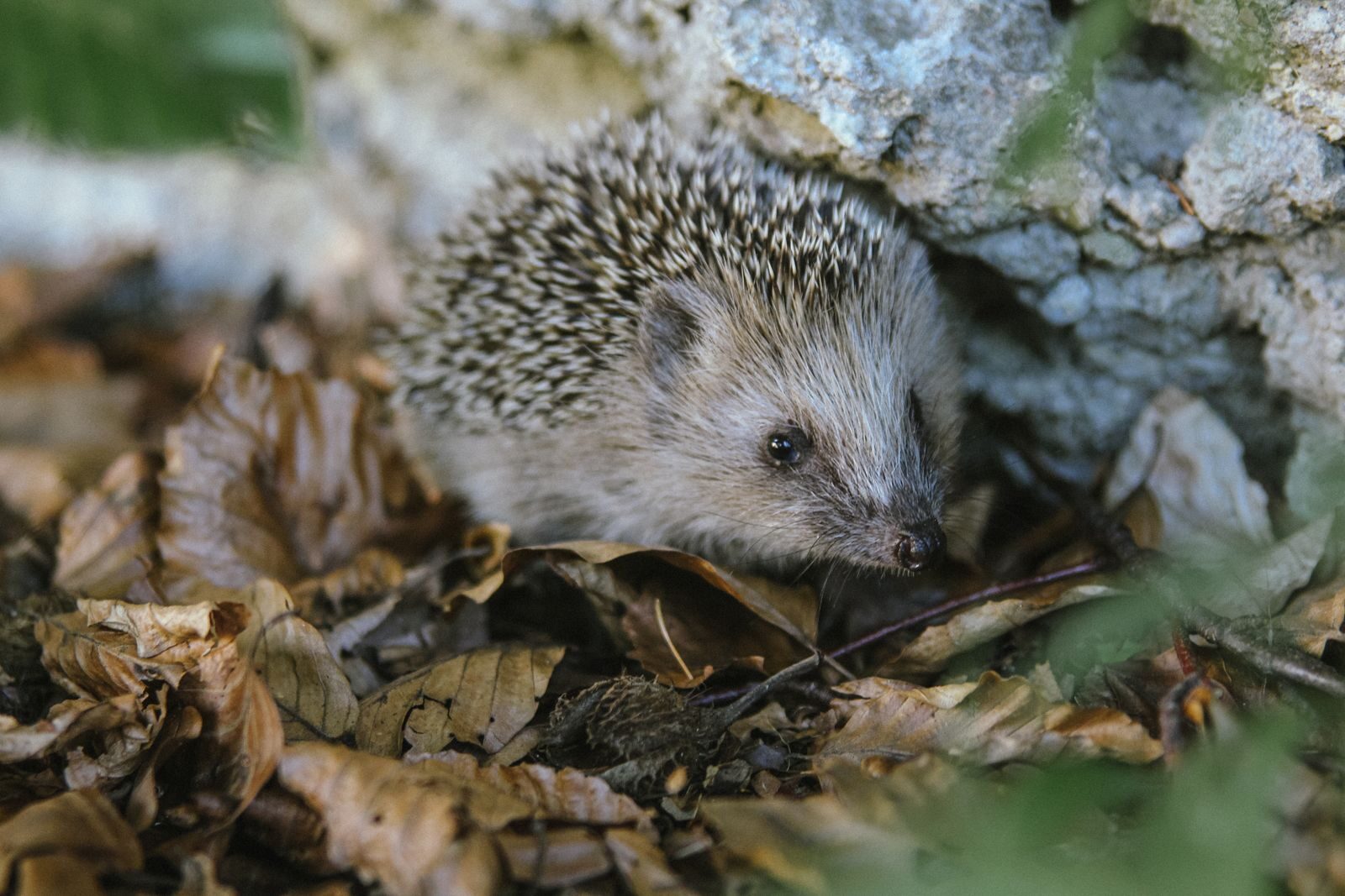Close-up of a hedgehog nestled among autumn leaves in a natural setting.