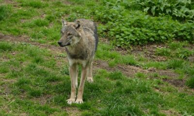 A lone gray wolf stands alert in a lush green forest clearing.