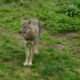 A lone gray wolf stands alert in a lush green forest clearing.
