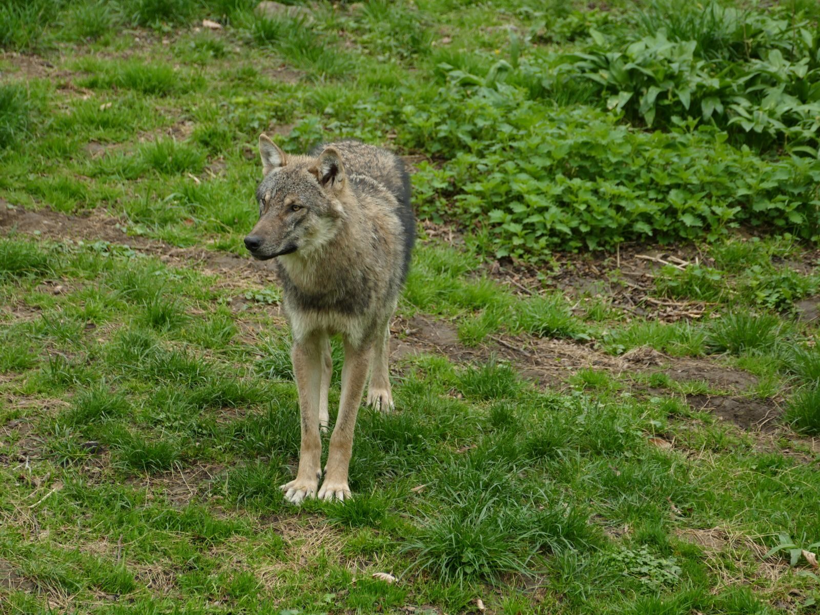 A lone gray wolf stands alert in a lush green forest clearing.