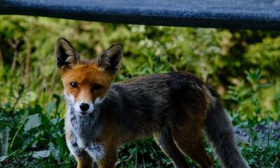 A wild red fox stands by a roadside barrier in a lush green forest.