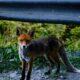 A wild red fox stands by a roadside barrier in a lush green forest.