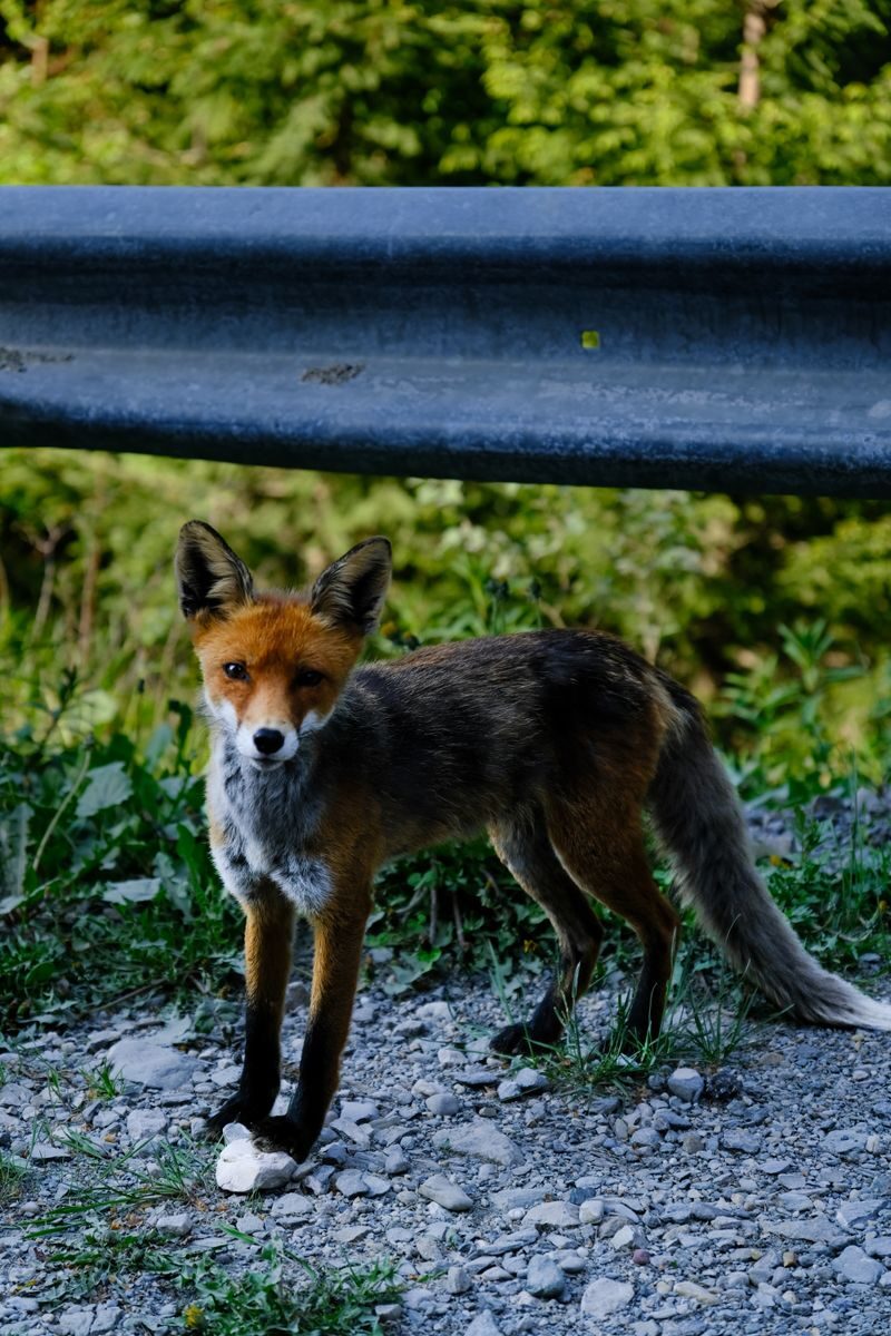 A wild red fox stands by a roadside barrier in a lush green forest.