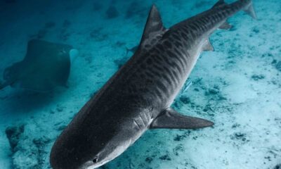 A stunning underwater view of a tiger shark in the Maldives' clear blue ocean.