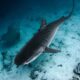 A stunning underwater view of a tiger shark in the Maldives' clear blue ocean.
