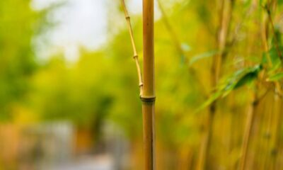 Close-up of bamboo stalks lining a pathway, evoking tranquility in a summer setting.