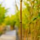 Close-up of bamboo stalks lining a pathway, evoking tranquility in a summer setting.