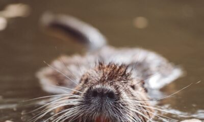 A captivating close-up of a nutria swimming serenely in a tranquil body of water.