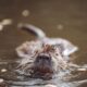 A captivating close-up of a nutria swimming serenely in a tranquil body of water.