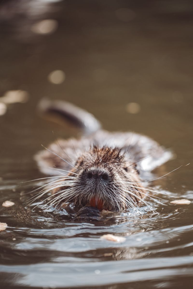 A captivating close-up of a nutria swimming serenely in a tranquil body of water.