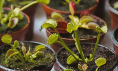 Close-up of multiple Venus Flytrap plants in small pots, showcasing vivid green traps.
