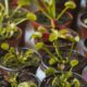 Close-up of multiple Venus Flytrap plants in small pots, showcasing vivid green traps.