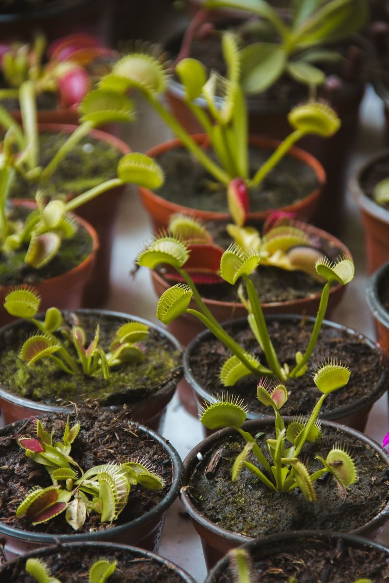 Close-up of multiple Venus Flytrap plants in small pots, showcasing vivid green traps.