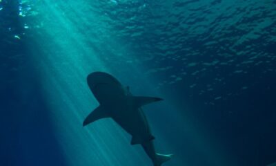 Captivating shark silhouette swimming gracefully with sunlight filtering through blue water.