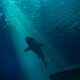 Captivating shark silhouette swimming gracefully with sunlight filtering through blue water.