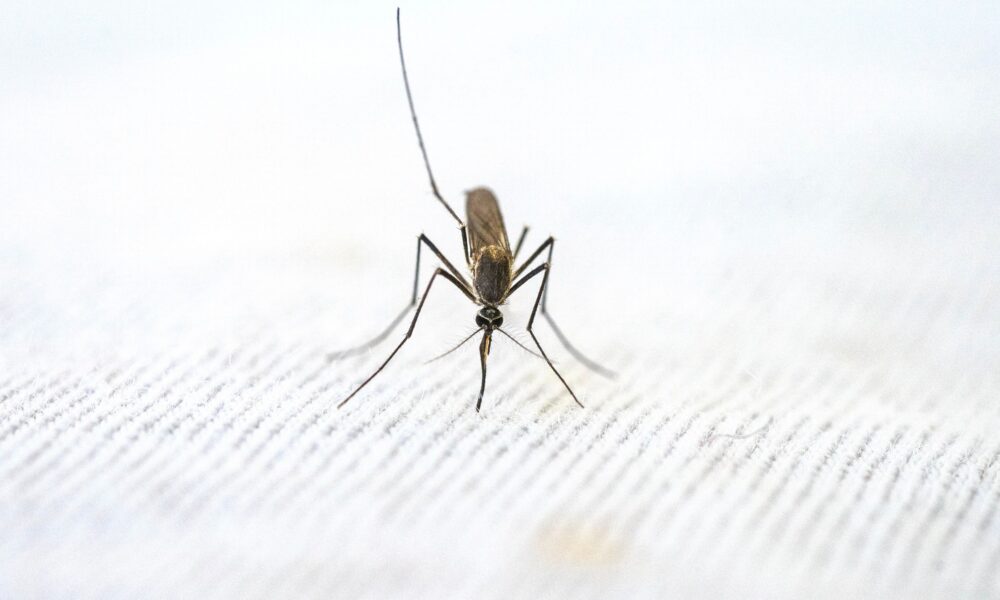 Shamonda virus zabeležen kod čoveka u Francuskoj: Šta treba da znate – Shamonda virus u Francuskoj