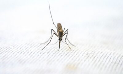Shamonda virus zabeležen kod čoveka u Francuskoj: Šta treba da znate – Shamonda virus u Francuskoj