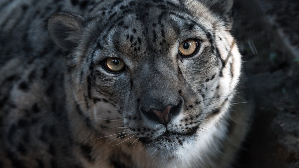 Tragedija u safari parku u Holandiji: Leopard napao čuvarku tokom smene – napad leoparda u Holandiji